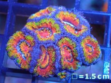 画像2: 【サンゴ】【通販】【オーストラリア産】カクオオトゲキクメイシ（Ultra Grade)（個体販売）No.6（生体）（サンゴ） (2)