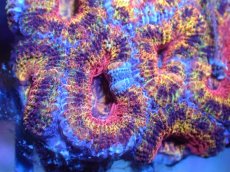 画像1: 【サンゴ】【通販】【オーストラリア産】カクオオトゲキクメイシ（Ultra Grade)（個体販売）No.7（生体）（サンゴ） (1)