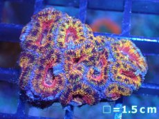 画像2: 【サンゴ】【通販】【オーストラリア産】カクオオトゲキクメイシ（Ultra Grade)（個体販売）No.7（生体）（サンゴ） (2)