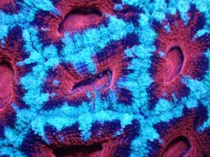 画像1: 【サンゴ】【通販】【オーストラリア産】カクオオトゲキクメイシ（Ultra Grade)（個体販売）No.8（生体）（サンゴ） (1)