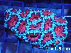 画像2: 【サンゴ】【通販】【オーストラリア産】カクオオトゲキクメイシ（Ultra Grade)（個体販売）No.8（生体）（サンゴ） (2)