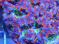 画像1: 【サンゴ】【通販】【オーストラリア産】カクオオトゲキクメイシ（Ultra Grade)（個体販売）No.9（生体）（サンゴ） (1)