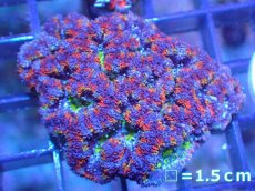 画像2: 【サンゴ】【通販】【オーストラリア産】カクオオトゲキクメイシ（Ultra Grade)（個体販売）No.9（生体）（サンゴ） (2)