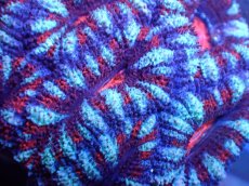 画像1: 【サンゴ】【通販】【オーストラリア産】カクオオトゲキクメイシ（Ultra Grade)（個体販売）No.10（生体）（サンゴ） (1)