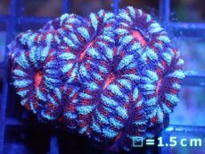 画像2: 【サンゴ】【通販】【オーストラリア産】カクオオトゲキクメイシ（Ultra Grade)（個体販売）No.10（生体）（サンゴ） (2)