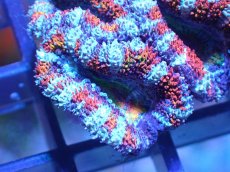 画像1: 【サンゴ】【通販】【オーストラリア産】カクオオトゲキクメイシ（Ultra Grade)（個体販売）No.11（生体）（サンゴ） (1)