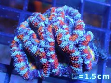 画像2: 【サンゴ】【通販】【オーストラリア産】カクオオトゲキクメイシ（Ultra Grade)（個体販売）No.11（生体）（サンゴ） (2)