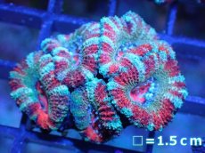 画像2: 【サンゴ】【通販】【オーストラリア産】カクオオトゲキクメイシ（Ultra Grade)（個体販売）No.12（生体）（サンゴ） (2)