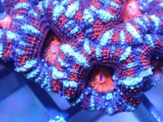 画像1: 【サンゴ】【通販】【オーストラリア産】カクオオトゲキクメイシ（Ultra Grade)（個体販売）No.13（生体）（サンゴ） (1)