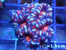 画像2: 【サンゴ】【通販】【オーストラリア産】カクオオトゲキクメイシ（Ultra Grade)（個体販売）No.13（生体）（サンゴ） (2)