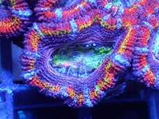 画像1: 【サンゴ】【通販】【オーストラリア産】カクオオトゲキクメイシ（Ultra Grade)（個体販売）No.14（生体）（サンゴ） (1)