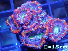 画像2: 【サンゴ】【通販】【オーストラリア産】カクオオトゲキクメイシ（Ultra Grade)（個体販売）No.14（生体）（サンゴ） (2)