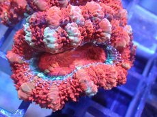 画像1: 【サンゴ】【通販】【オーストラリア産】カクオオトゲキクメイシ（Ultra Grade)（個体販売）No.15（生体）（サンゴ） (1)