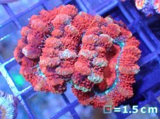 画像2: 【サンゴ】【通販】【オーストラリア産】カクオオトゲキクメイシ（Ultra Grade)（個体販売）No.15（生体）（サンゴ） (2)