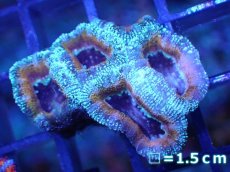 画像2: 【サンゴ】【通販】【オーストラリア産】カクオオトゲキクメイシ（Ultra Grade)（個体販売）No.16（生体）（サンゴ） (2)