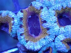 画像1: 【サンゴ】【通販】【オーストラリア産】カクオオトゲキクメイシ（Ultra Grade)（個体販売）No.17（生体）（サンゴ） (1)