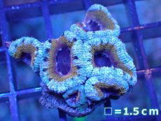 画像2: 【サンゴ】【通販】【オーストラリア産】カクオオトゲキクメイシ（Ultra Grade)（個体販売）No.17（生体）（サンゴ） (2)