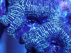 画像1: 【サンゴ】【通販】【オーストラリア産】カクオオトゲキクメイシ（Ultra Grade)（個体販売）No.18（生体）（サンゴ） (1)