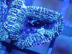 画像1: 【サンゴ】【通販】【オーストラリア産】カクオオトゲキクメイシ（Ultra Grade)（個体販売）No.19（生体）（サンゴ） (1)