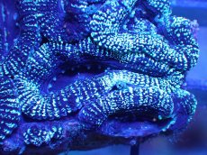 画像1: 【サンゴ】【通販】【オーストラリア産】カクオオトゲキクメイシ（Ultra Grade)（個体販売）No.20（生体）（サンゴ） (1)