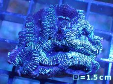 画像2: 【サンゴ】【通販】【オーストラリア産】カクオオトゲキクメイシ（Ultra Grade)（個体販売）No.20（生体）（サンゴ） (2)