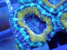 画像1: 【サンゴ】【通販】【オーストラリア産】カクオオトゲキクメイシ（Ultra Grade)（個体販売）No.21（生体）（サンゴ） (1)