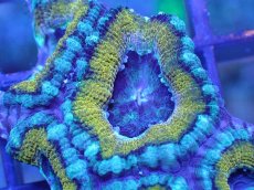 画像1: 【サンゴ】【通販】【オーストラリア産】カクオオトゲキクメイシ（Ultra Grade)（個体販売）No.22（生体）（サンゴ） (1)