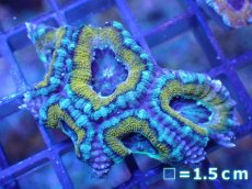 画像2: 【サンゴ】【通販】【オーストラリア産】カクオオトゲキクメイシ（Ultra Grade)（個体販売）No.22（生体）（サンゴ） (2)