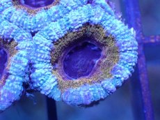 画像1: 【サンゴ】【通販】【オーストラリア産】カクオオトゲキクメイシ（Ultra Grade)（個体販売）No.23（生体）（サンゴ） (1)