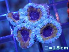 画像2: 【サンゴ】【通販】【オーストラリア産】カクオオトゲキクメイシ（Ultra Grade)（個体販売）No.23（生体）（サンゴ） (2)