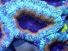 画像1: 【サンゴ】【通販】【オーストラリア産】カクオオトゲキクメイシ（Ultra Grade)（個体販売）No.24（生体）（サンゴ） (1)