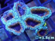 画像2: 【サンゴ】【通販】【オーストラリア産】カクオオトゲキクメイシ（Ultra Grade)（個体販売）No.24（生体）（サンゴ） (2)