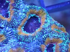 画像1: 【サンゴ】【通販】【オーストラリア産】カクオオトゲキクメイシ（Ultra Grade)（個体販売）No.25（生体）（サンゴ） (1)