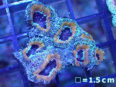 画像2: 【サンゴ】【通販】【オーストラリア産】カクオオトゲキクメイシ（Ultra Grade)（個体販売）No.25（生体）（サンゴ） (2)