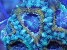 画像1: 【サンゴ】【通販】【オーストラリア産】カクオオトゲキクメイシ（Ultra Grade)（個体販売）No.26（生体）（サンゴ） (1)