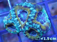 画像2: 【サンゴ】【通販】【オーストラリア産】カクオオトゲキクメイシ（Ultra Grade)（個体販売）No.26（生体）（サンゴ） (2)