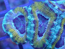 画像1: 【サンゴ】【通販】【オーストラリア産】カクオオトゲキクメイシ（Ultra Grade)（個体販売）No.27（生体）（サンゴ） (1)