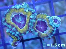 画像2: 【サンゴ】【通販】【オーストラリア産】カクオオトゲキクメイシ（Ultra Grade)（個体販売）No.28（生体）（サンゴ） (2)