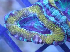 画像1: 【サンゴ】【通販】【オーストラリア産】カクオオトゲキクメイシ（Ultra Grade)（個体販売）No.29（生体）（サンゴ） (1)