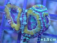 画像2: 【サンゴ】【通販】【オーストラリア産】カクオオトゲキクメイシ（Ultra Grade)（個体販売）No.29（生体）（サンゴ） (2)