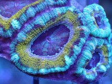 画像1: 【サンゴ】【通販】【オーストラリア産】カクオオトゲキクメイシ（Ultra Grade)（個体販売）No.30（生体）（サンゴ） (1)