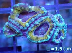 画像2: 【サンゴ】【通販】【オーストラリア産】カクオオトゲキクメイシ（Ultra Grade)（個体販売）No.30（生体）（サンゴ） (2)