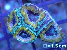 画像2: 【サンゴ】【通販】【オーストラリア産】カクオオトゲキクメイシ（Ultra Grade)（個体販売）No.31（生体）（サンゴ） (2)