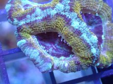 画像1: 【サンゴ】【通販】【オーストラリア産】カクオオトゲキクメイシ（Ultra Grade)（個体販売）No.32（生体）（サンゴ） (1)