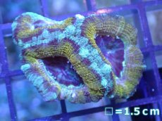 画像2: 【サンゴ】【通販】【オーストラリア産】カクオオトゲキクメイシ（Ultra Grade)（個体販売）No.32（生体）（サンゴ） (2)