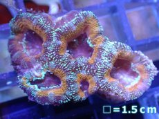 画像2: 【サンゴ】【通販】【オーストラリア産】カクオオトゲキクメイシ（Ultra Grade)（個体販売）No.33（生体）（サンゴ） (2)