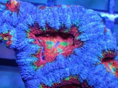 画像1: 【サンゴ】【通販】【オーストラリア産】カクオオトゲキクメイシ（Ultra Grade)（個体販売）No.34（生体）（サンゴ） (1)