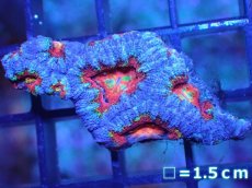 画像2: 【サンゴ】【通販】【オーストラリア産】カクオオトゲキクメイシ（Ultra Grade)（個体販売）No.34（生体）（サンゴ） (2)