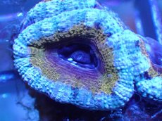 画像1: 【サンゴ】【通販】【オーストラリア産】カクオオトゲキクメイシ（Ultra Grade)（個体販売）No.35（生体）（サンゴ） (1)