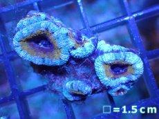 画像2: 【サンゴ】【通販】【オーストラリア産】カクオオトゲキクメイシ（Ultra Grade)（個体販売）No.35（生体）（サンゴ） (2)